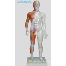 Acupuncture Human Model 55cm